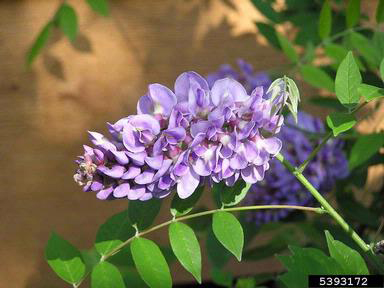 American wisteria